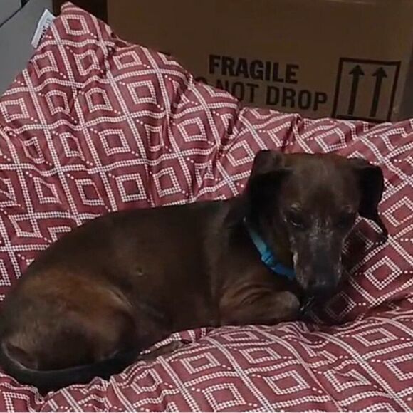 Vibrant Life - Red medium pet bed - New - Picture 6 of 8